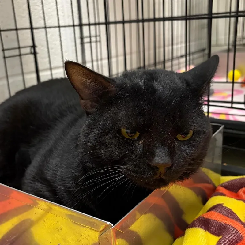 An adult large-sized male Black Domestic Short Hair cat named Solomon for adoption in Harrisonburg, VA
