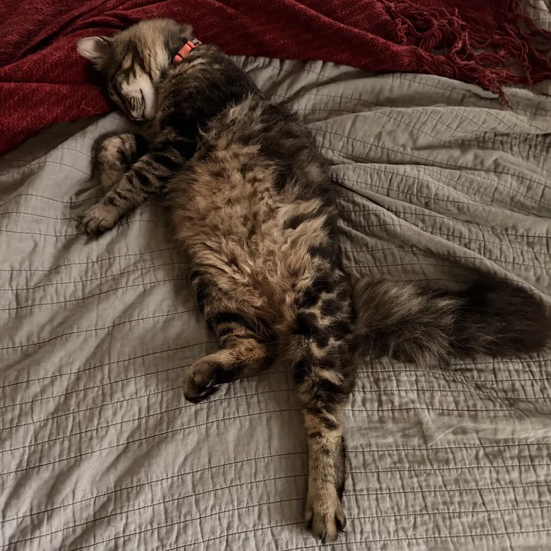 An adult large-sized male Brown / Chocolate Maine Coon cat named Heath for adoption in SANTA ROSA BEACH, FL