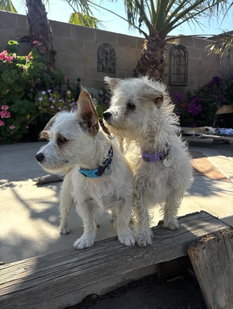 Toffee and Toby  thumbnail 3