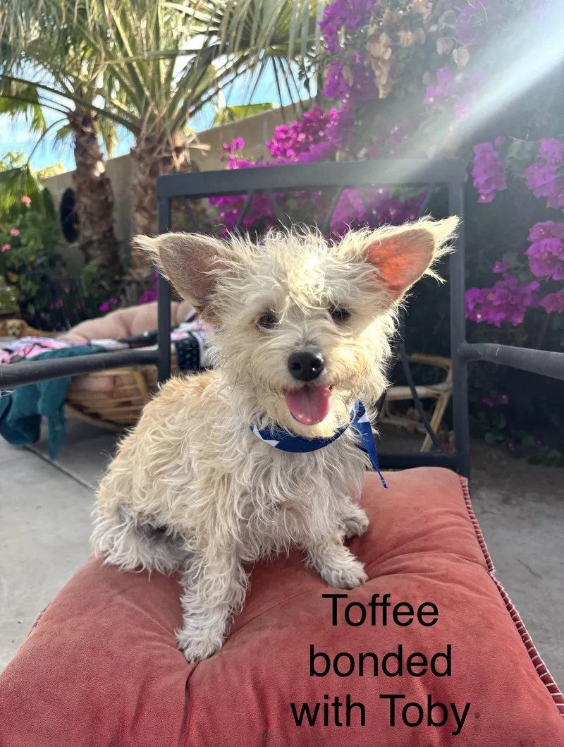 Toffee and Toby  thumbnail 4