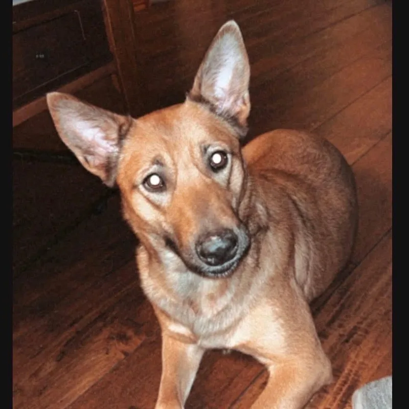 An adult medium-sized female Apricot / Beige German Shepherd Dog dog named Maui for adoption in Hohenwald, TN