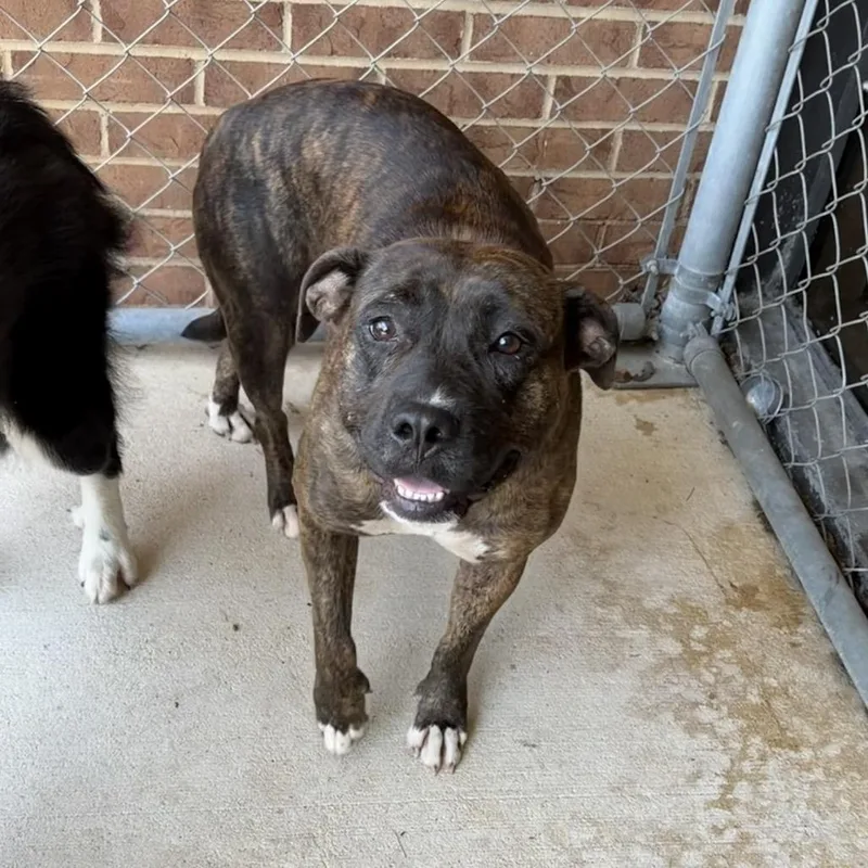 An adult medium-sized female Black Pit Bull Terrier dog named Jinx for adoption in Birmingham, AL