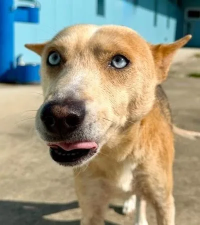 An adult medium-sized female Shepherd dog named Darla for adoption in Kansas City, MO