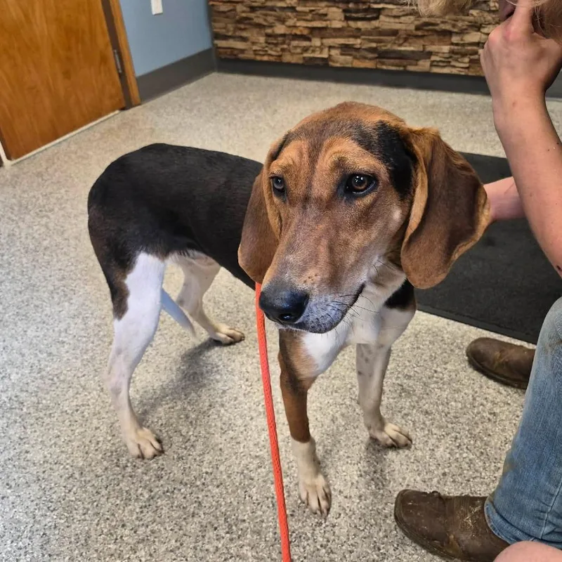 A young medium-sized male Treeing Walker Coonhound dog named Sabry for adoption in Frederick, MD