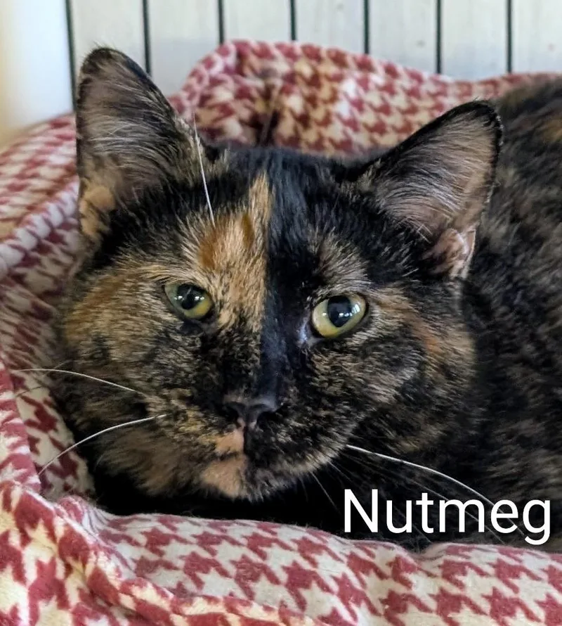 Nutmeg