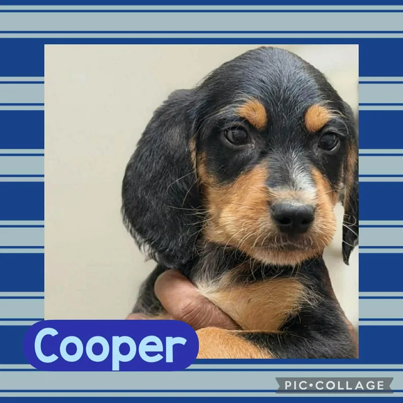 A baby small-sized male Black Dachshund dog named Cooper for adoption in Ringwood, NJ