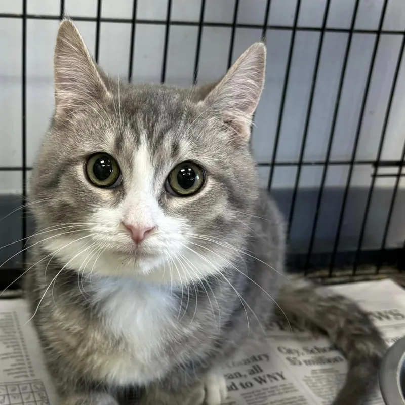 An adult large-sized male Gray / Blue / Silver Domestic Short Hair cat named Barrel for adoption in Hamburg, NY
