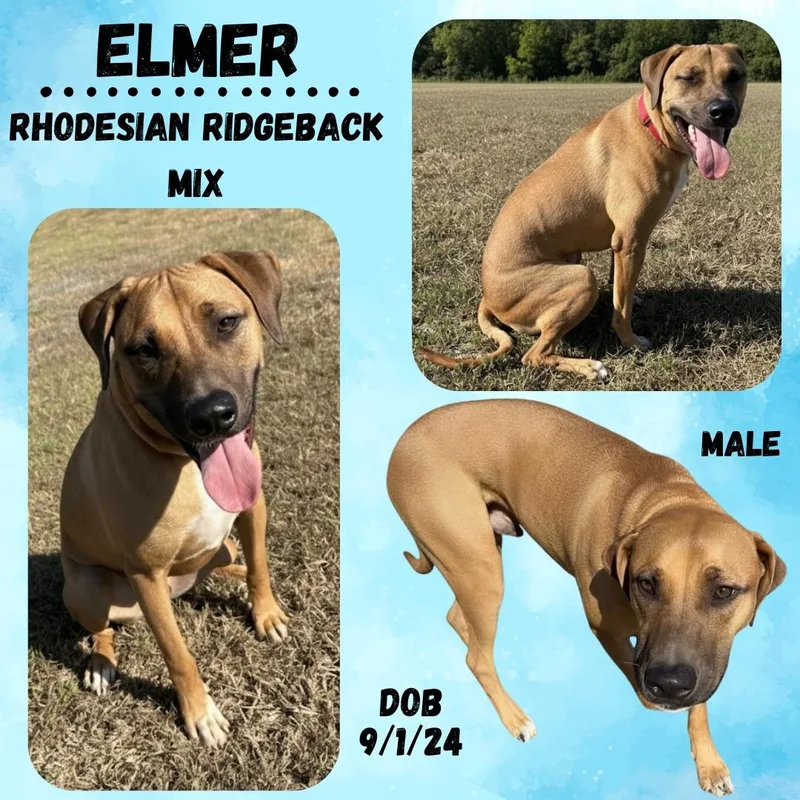 Elmer