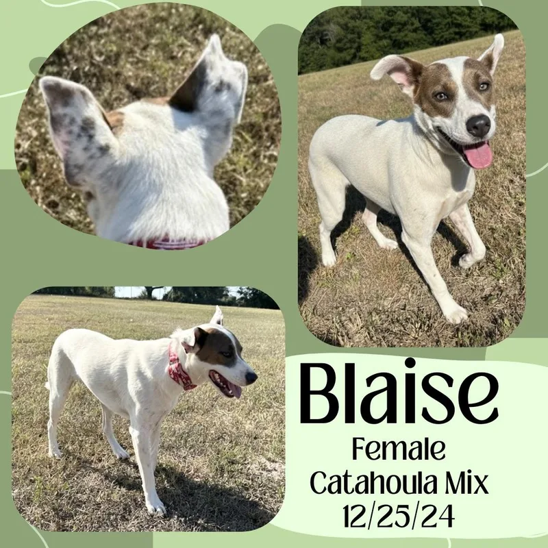 Blaise