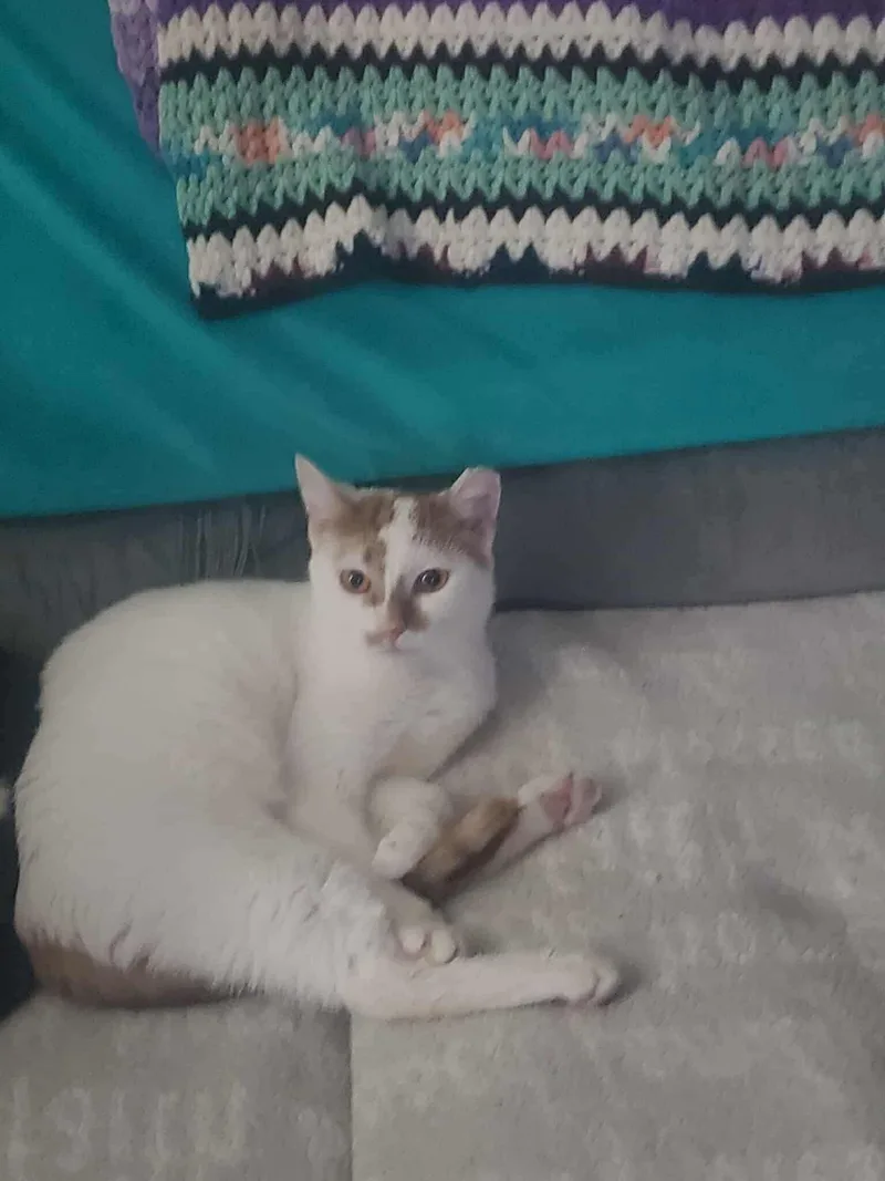 An adult medium-sized female Orange & White Domestic Short Hair cat named Gwendolyn for adoption in Maple Heights, OH