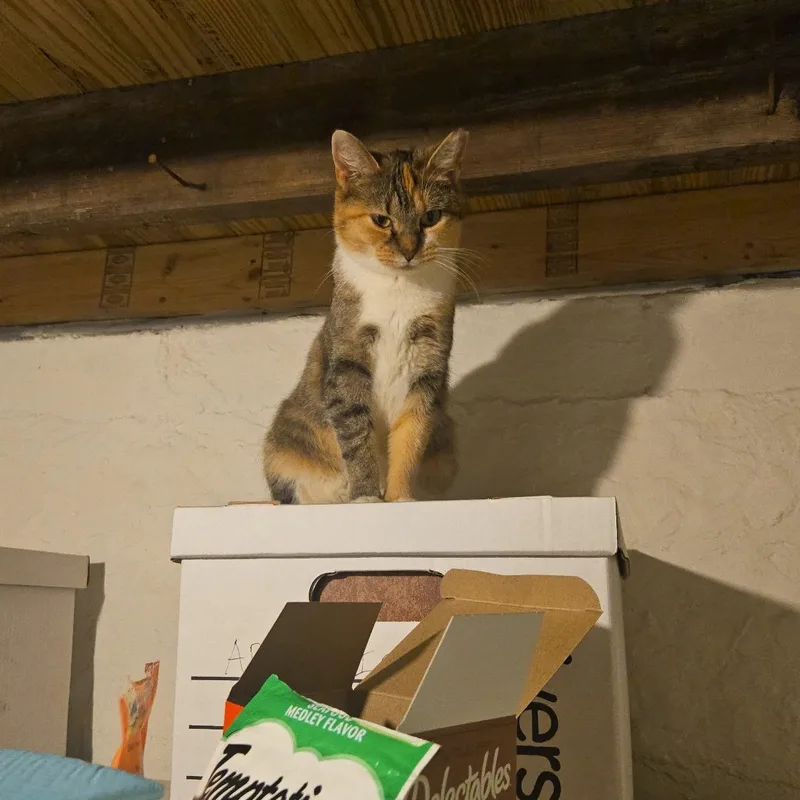 An adult medium-sized female Tabby (Brown / Chocolate) Domestic Short Hair cat named Gardevoir for adoption in Maple Heights, OH