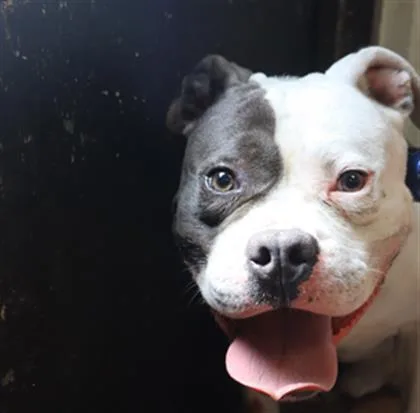 A young medium-sized male Mixed Breed dog named Trey for adoption in Columbia, SC