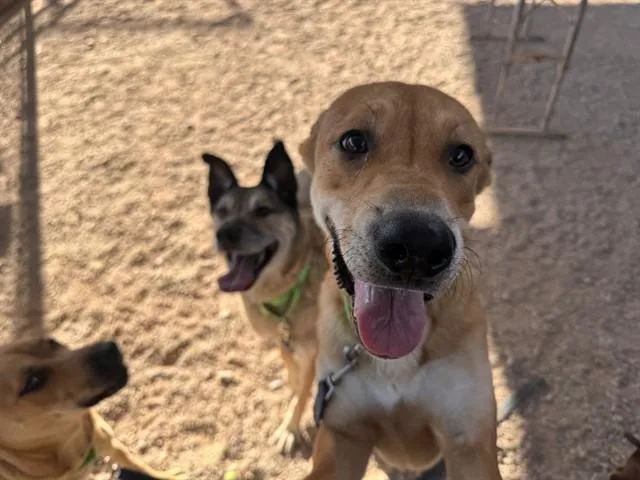 A young small-sized female German Shepherd Dog dog named Angel for adoption in Tucson, AZ