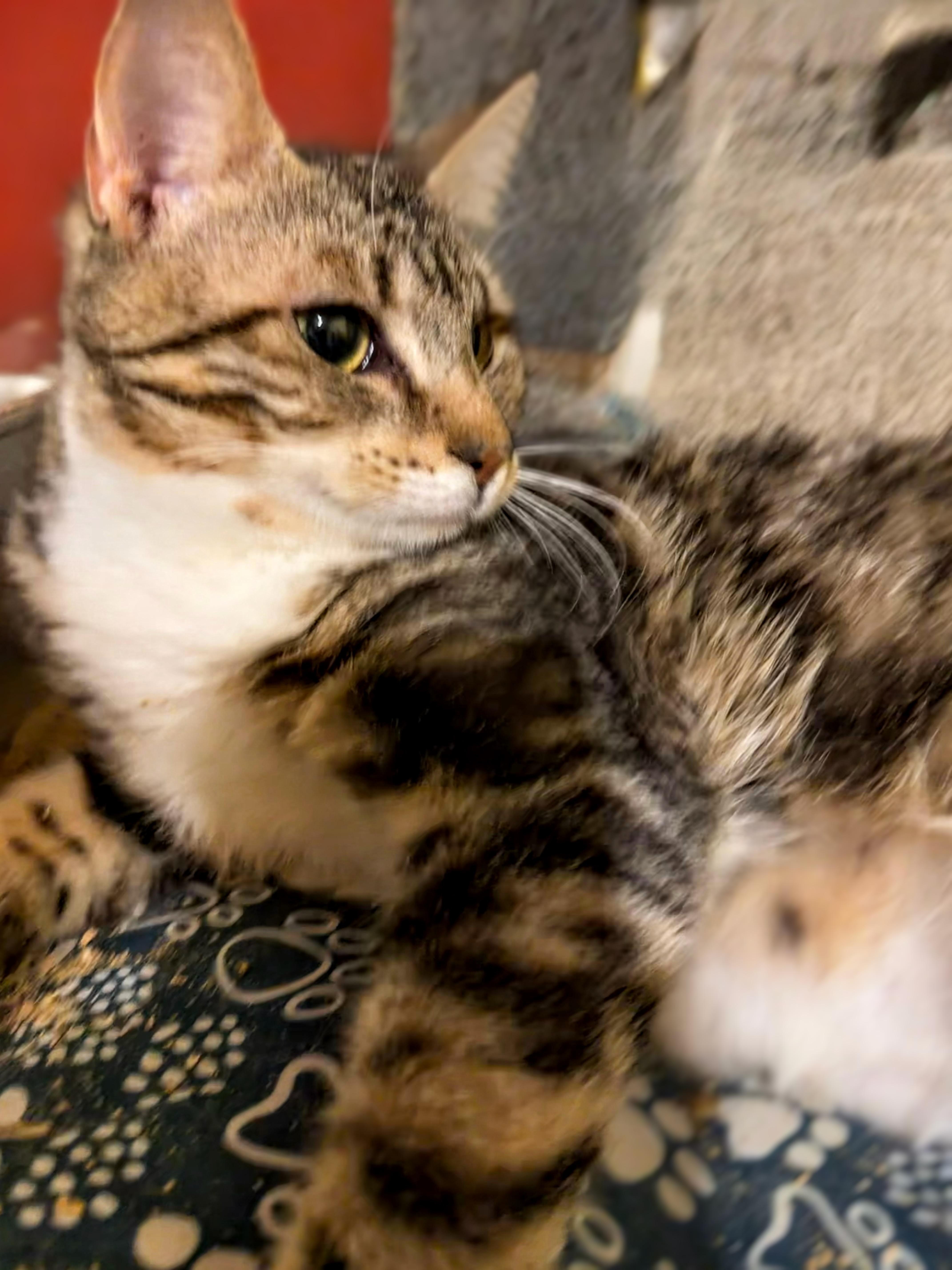 A baby small-sized female Buff / Tan / Fawn Domestic Short Hair cat named Oksana for adoption in Syosset, NY