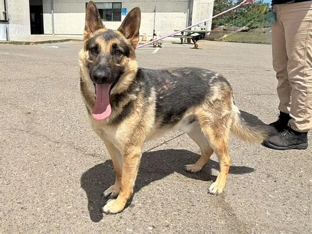 An adult medium-sized male German Shepherd Dog dog named Pilot for adoption in Santa Rosa, CA