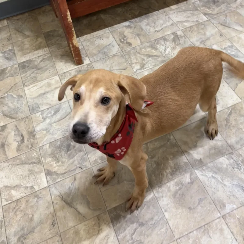 An adult medium-sized male Golden Terrier dog named Morgan for adoption in Pilot Point, TX
