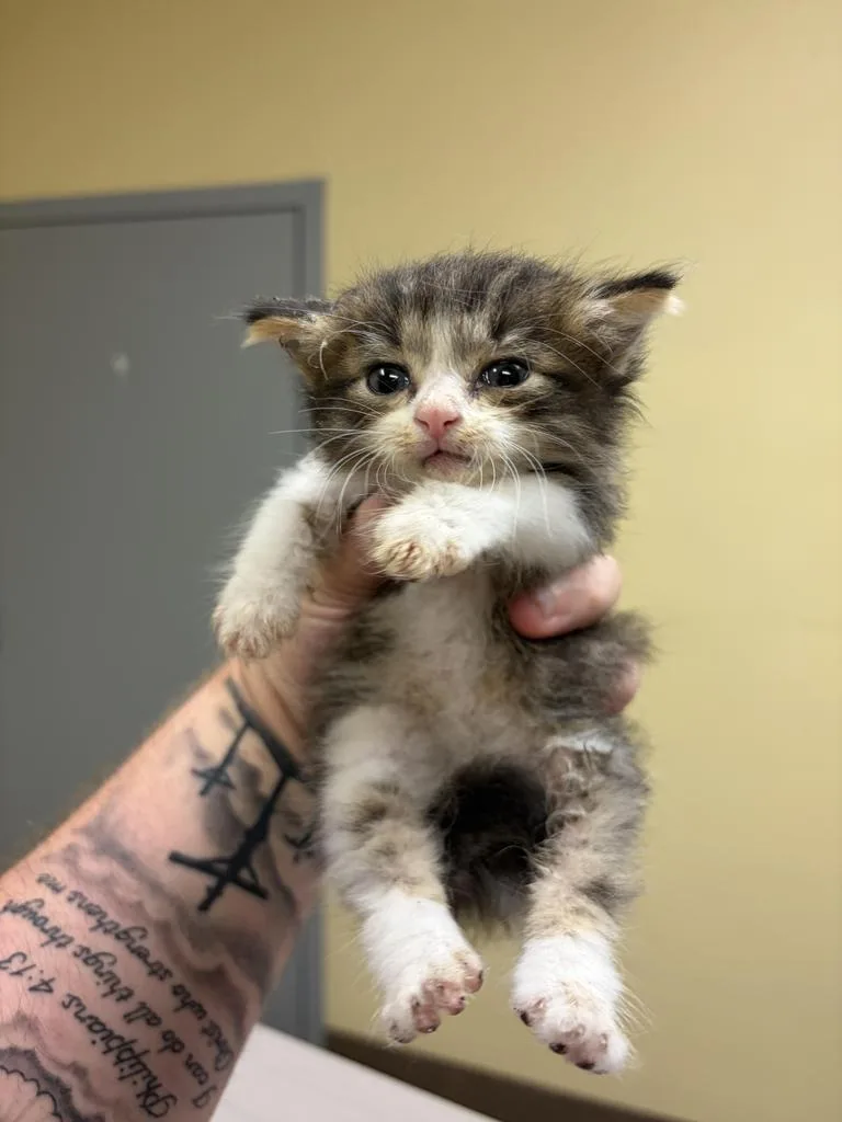 A baby medium-sized male Domestic Medium Hair cat named Crowbar for adoption in Florence, SC