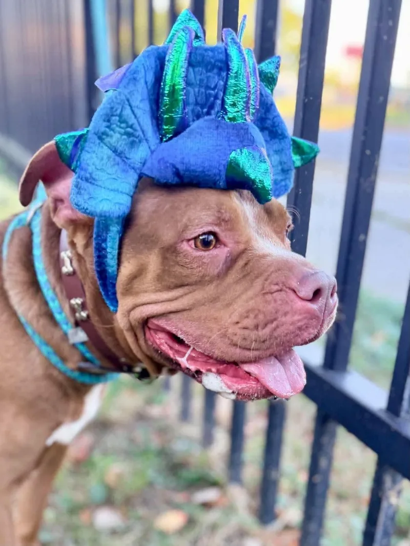 An adult medium-sized female Brown / Chocolate Pit Bull Terrier dog named Delta for adoption in Buffalo, NY
