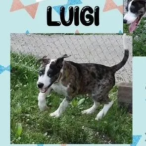 A young medium-sized male Brindle Mixed Breed dog named Luigi for adoption in Novelty, OH