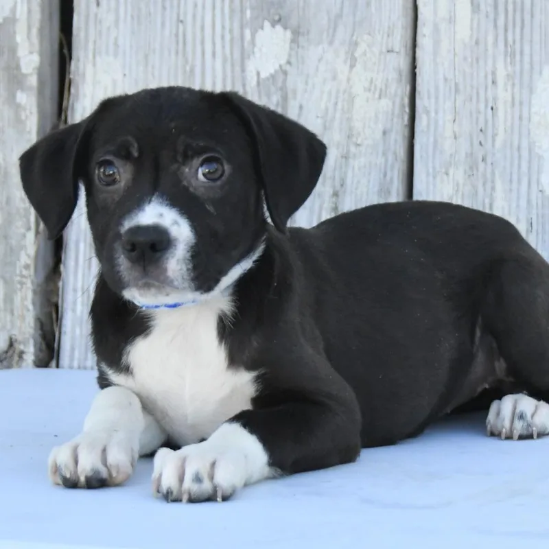 A baby medium-sized female Black Labrador Retriever dog named Wilona for adoption in South Elgin, IL