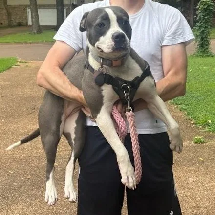 An adult medium-sized female American Staffordshire Terrier dog named Ruby aka Woobie for adoption in Bartlett, TN
