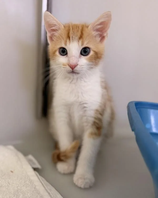 Biscuit