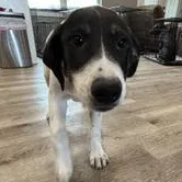 A baby large-sized male Black German Shorthaired Pointer dog named Scout for adoption in Liverpool, TX