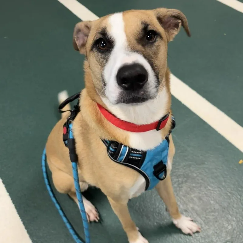 An adult medium-sized male White / Cream Mixed Breed dog named Sawyer for adoption in Hinsdale, IL