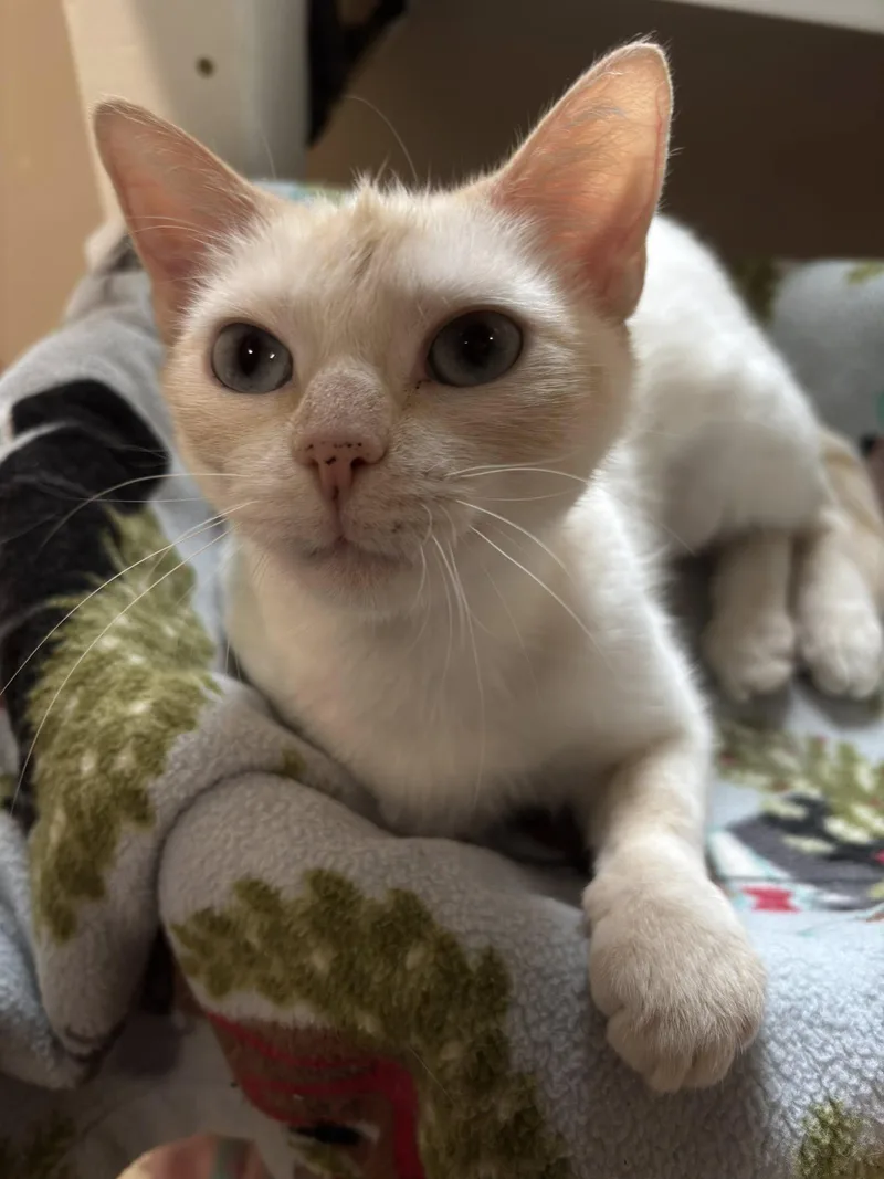 A young small-sized female Siamese cat named Strawberry for adoption in Holland, MI