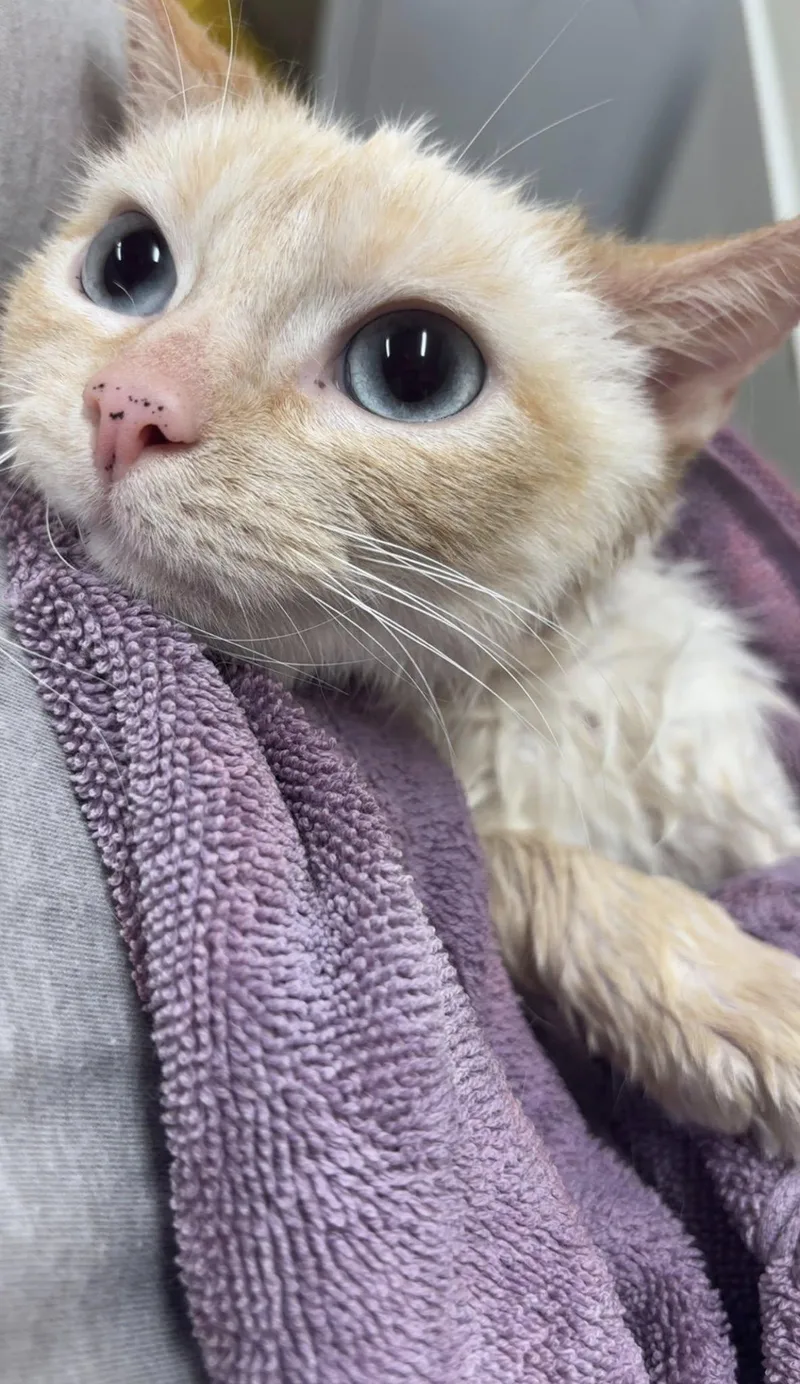 Strawberry thumbnail 2