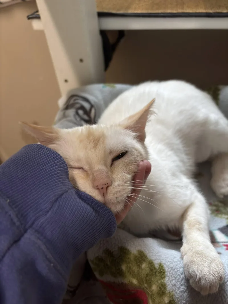 Strawberry thumbnail 3