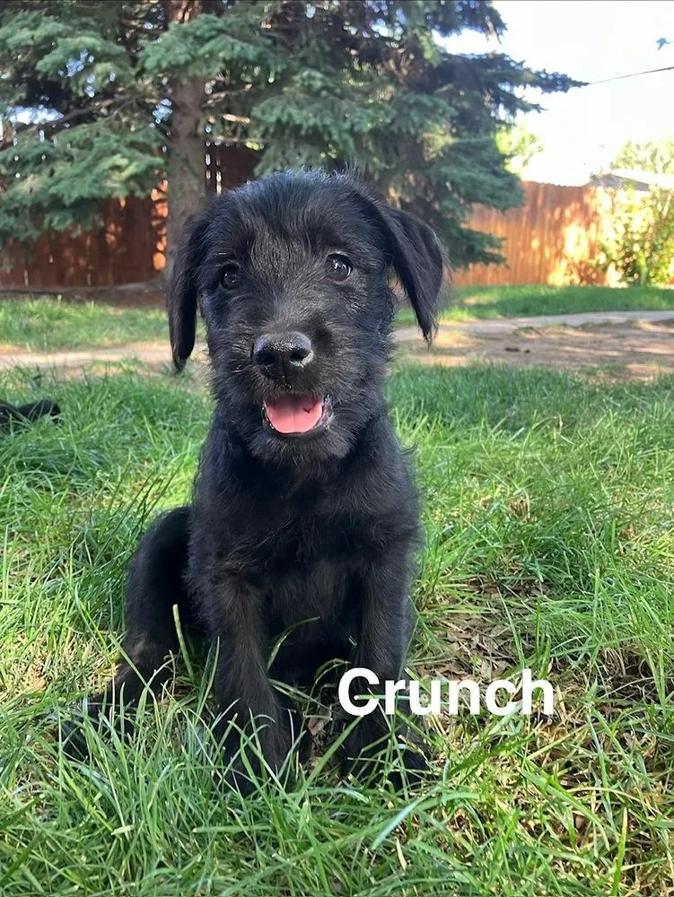 Crunch
