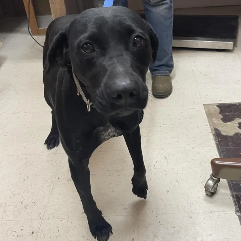An adult medium-sized female Black Labrador Retriever dog named Baby for adoption in Green Forest, AR