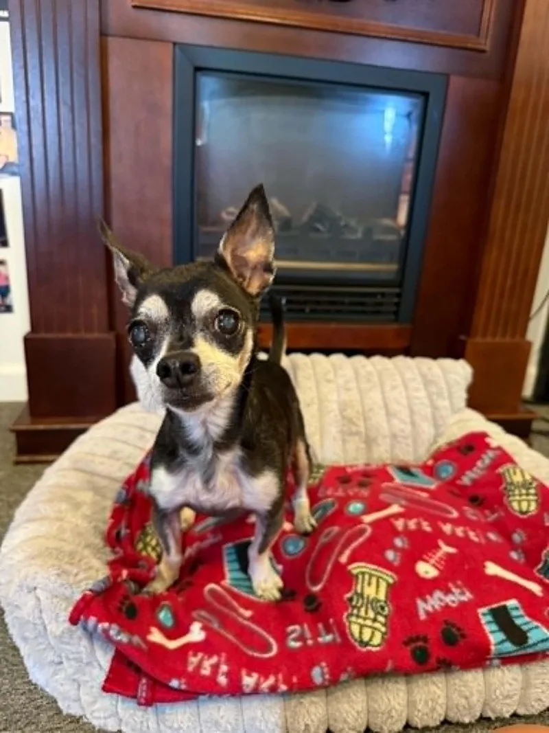 An adult small-sized female Chihuahua dog named Lucy for adoption in Port Clinton, OH