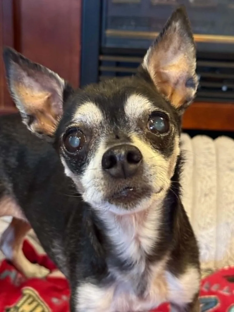 Lucy thumbnail 3