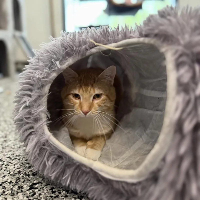 An adult medium-sized male Buff / Tan / Fawn Domestic Short Hair cat named Truman for adoption in Cortland, OH