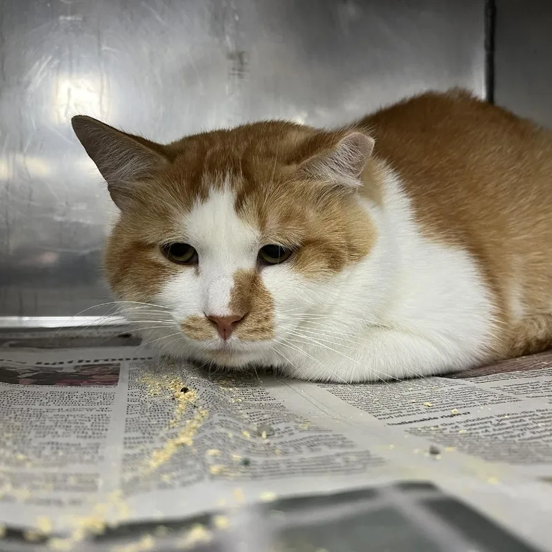 An adult large-sized male Orange / Red Domestic Short Hair cat named Ballast for adoption in Lyndhurst, VA