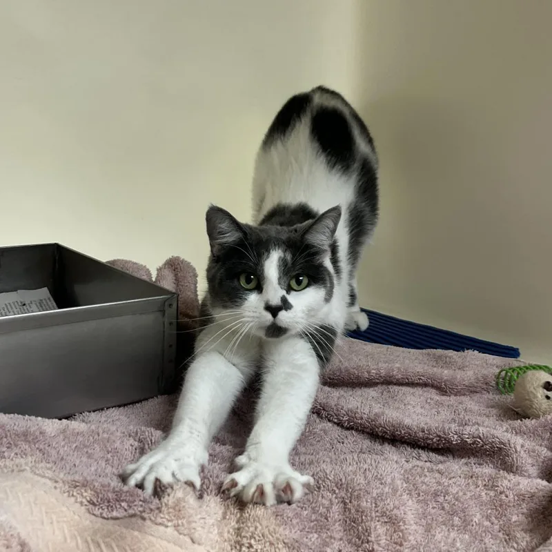 An adult large-sized female White Domestic Short Hair cat named Clover for adoption in Harrisonburg, VA