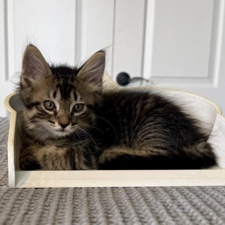 A baby small-sized male Domestic Short Hair cat named Chancho for adoption in Franklin, TN