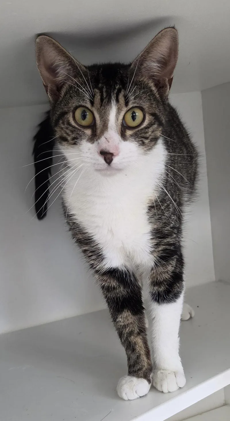 An adult medium-sized male Domestic Short Hair cat named Nova Cain for adoption in Satellite Beach, FL
