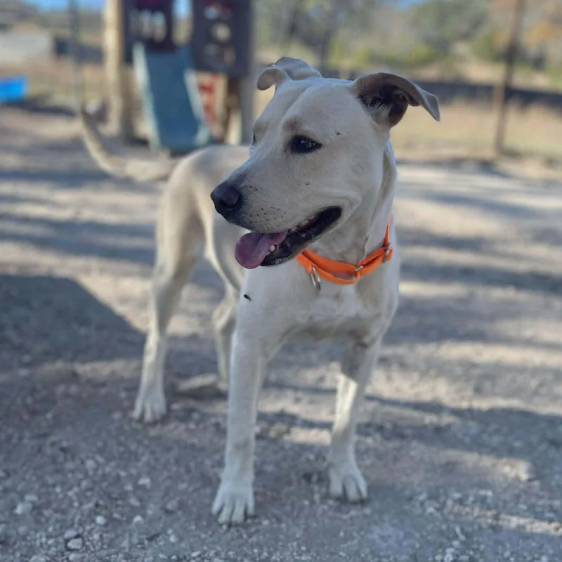 A young medium-sized female Yellow / Tan / Blond / Fawn Labrador Retriever dog named Greta for adoption in Center Point, TX