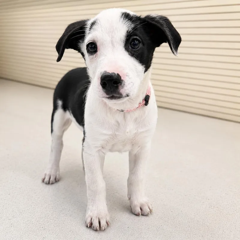 A baby medium-sized male White / Cream Terrier dog named Alder for adoption in La Grange, KY