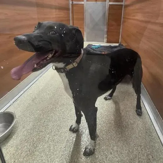 An adult medium-sized female Black Labrador Retriever dog named Chosen for adoption in Saint Louis, MO