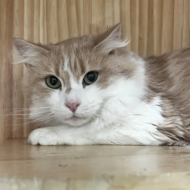 Clementine thumbnail 3