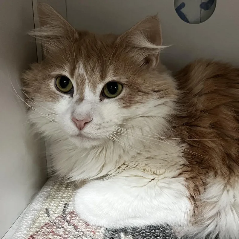 Clementine thumbnail 4