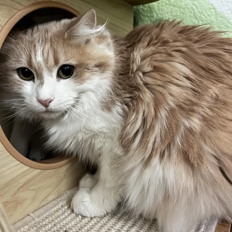 Clementine thumbnail 5