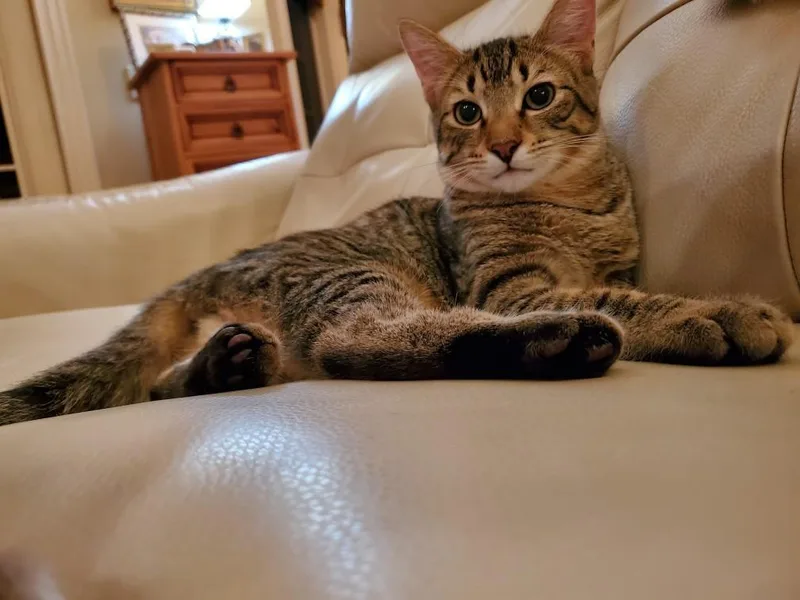 A young medium-sized male Domestic Short Hair cat named Andy And Amy for adoption in Kenosha , WI