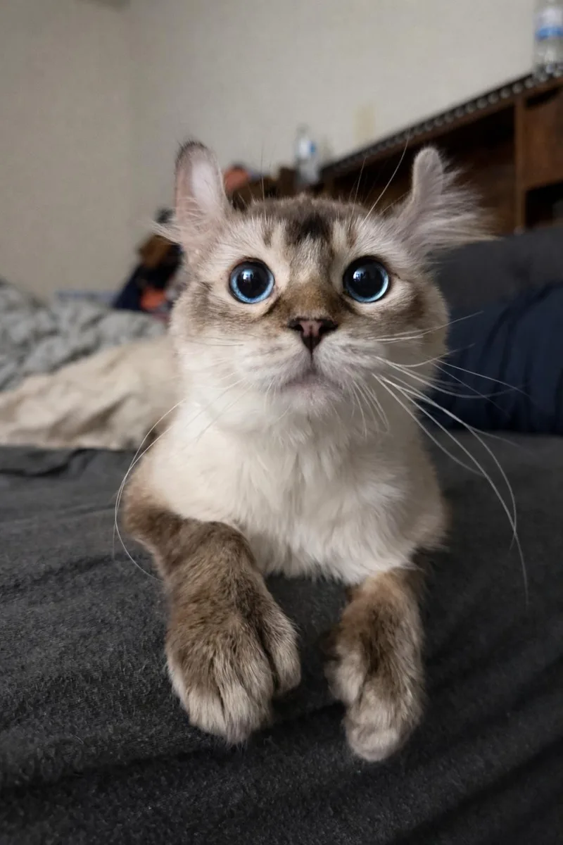 Sir Benjamin thumbnail 2