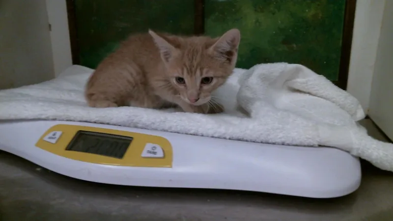 A baby small-sized male Domestic Short Hair cat named Marinara for adoption in Houston, TX