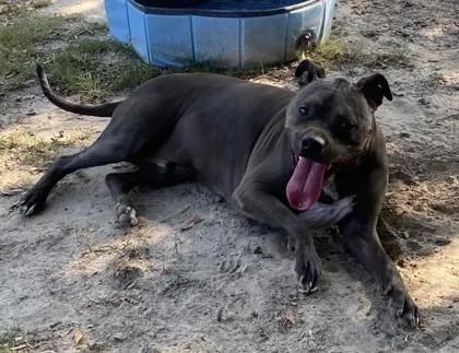 An adult large-sized male Pit Bull Terrier dog named Bruin for adoption in Conway, SC